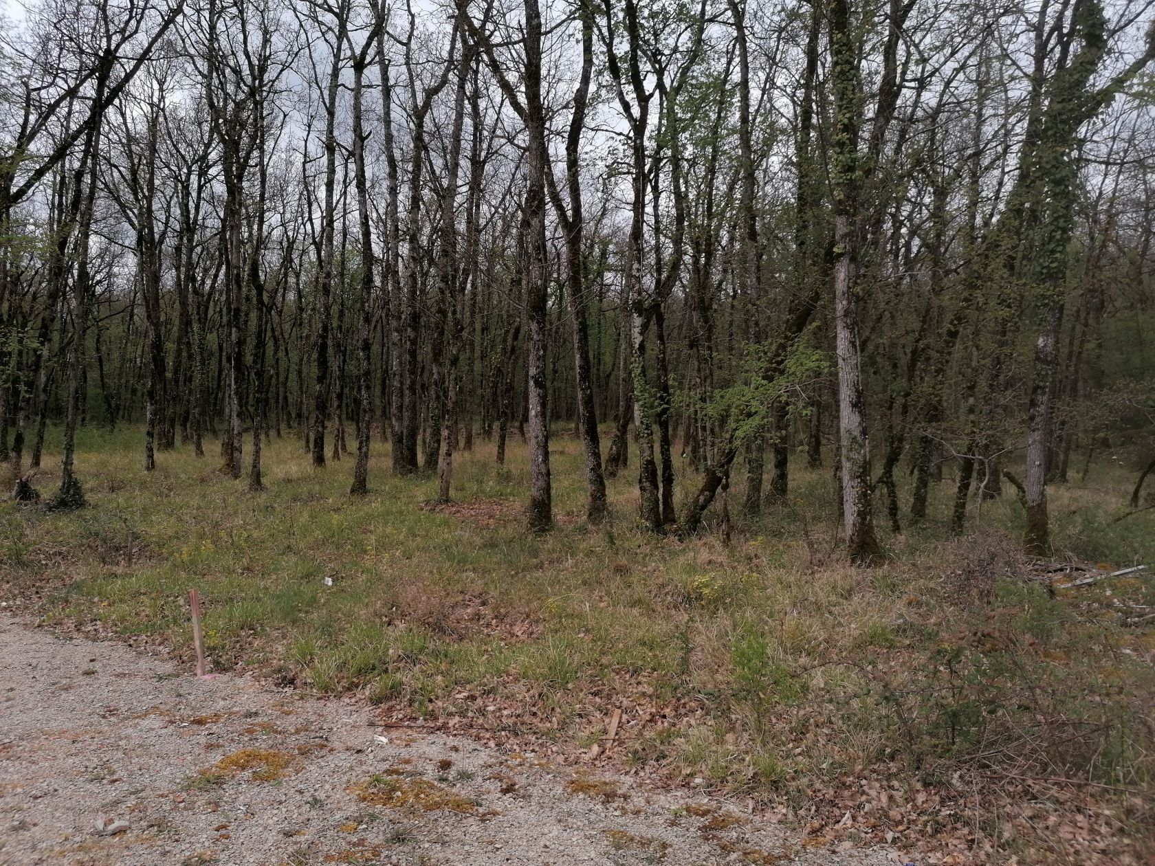 image 1784676666.jpeg